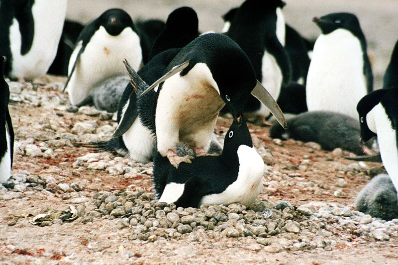 Illustration for article titled 10 Things You Probably Didn't Know About Sex in the Animal Kingdom